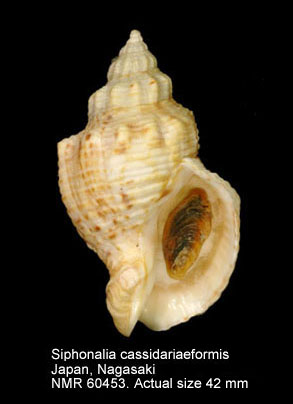 Siphonalia cassidariaeformis conspersa.jpg - Siphonalia cassidariaeformis (f) conspersaA.Adams,1863